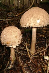 Osttirol Blog: Panierte Pilze Osttirol Blog: Panierte Pilze
