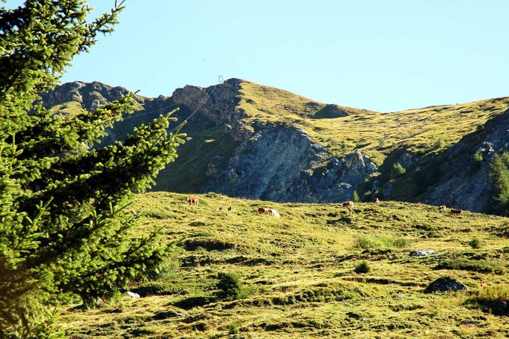Herbstliche Bergwiesen