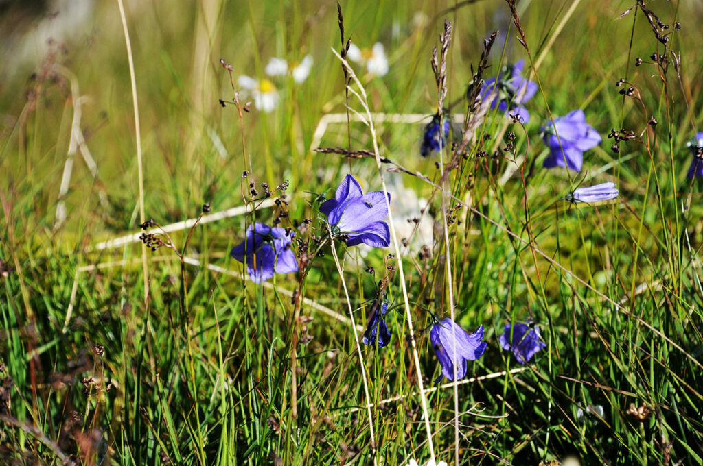 die verschiedenen Alpenblumen sind besonders schön