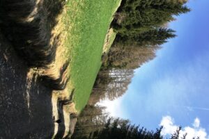 saftige-bergwiesen