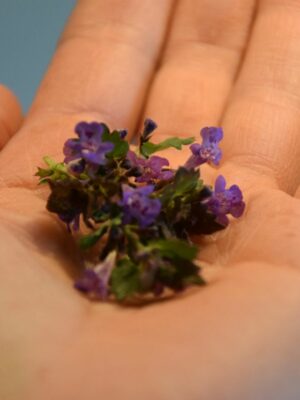Kräuter im Frühling – einfach köstlich