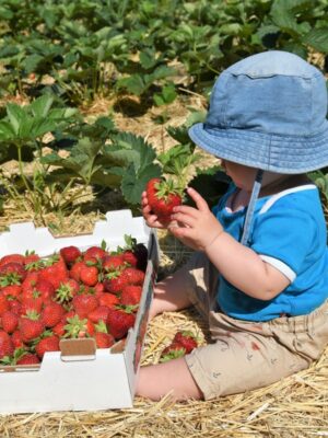 Rot, süß, saftig und gsund – die Osttiroler Erdbeere