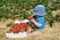 Rot, süß, saftig und gsund – die Osttiroler Erdbeere