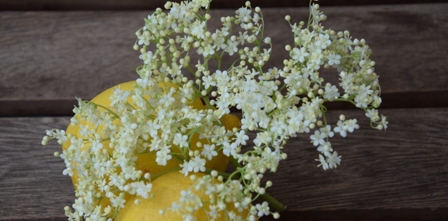 Holunderblütensirup selber machen – so geht’s!