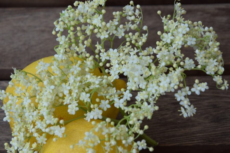 Holunderblütensirup selber machen – so geht’s!