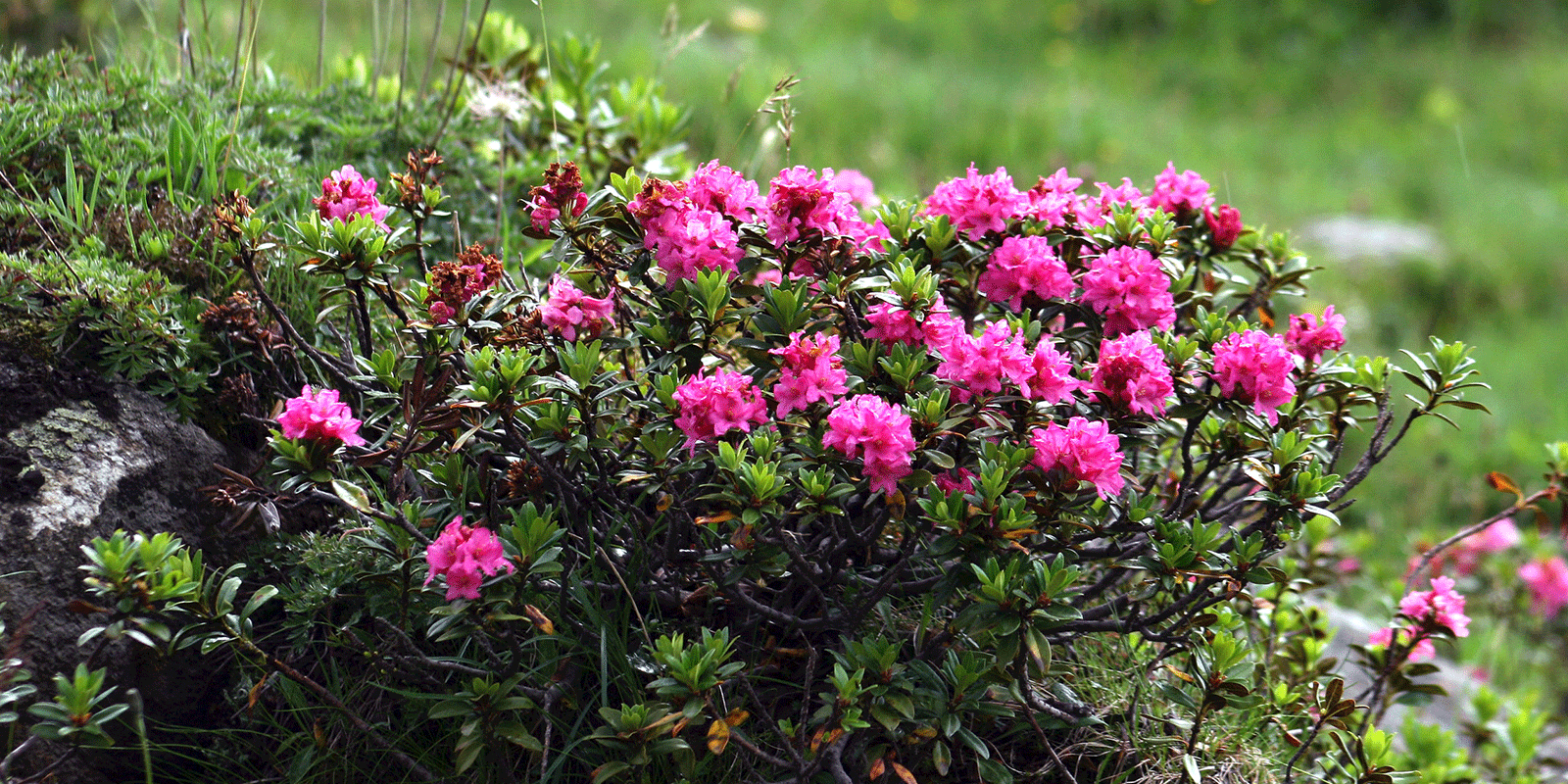 Alpenrose – Im Bann der pinkroten Königin