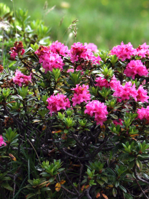 Alpenrose – Im Bann der pinkroten Königin