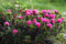 Alpenrose – Im Bann der pinkroten Königin