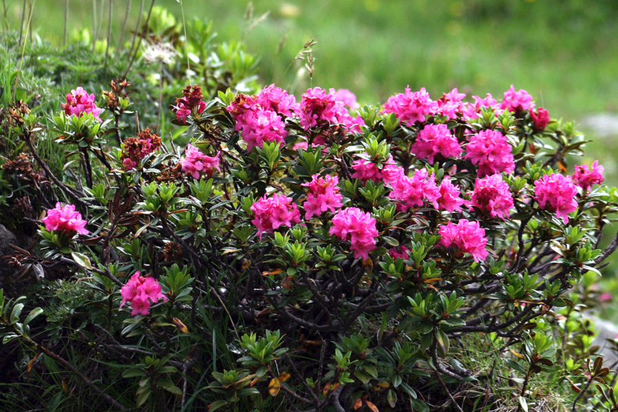 Alpenrose – Im Bann der pinkroten Königin