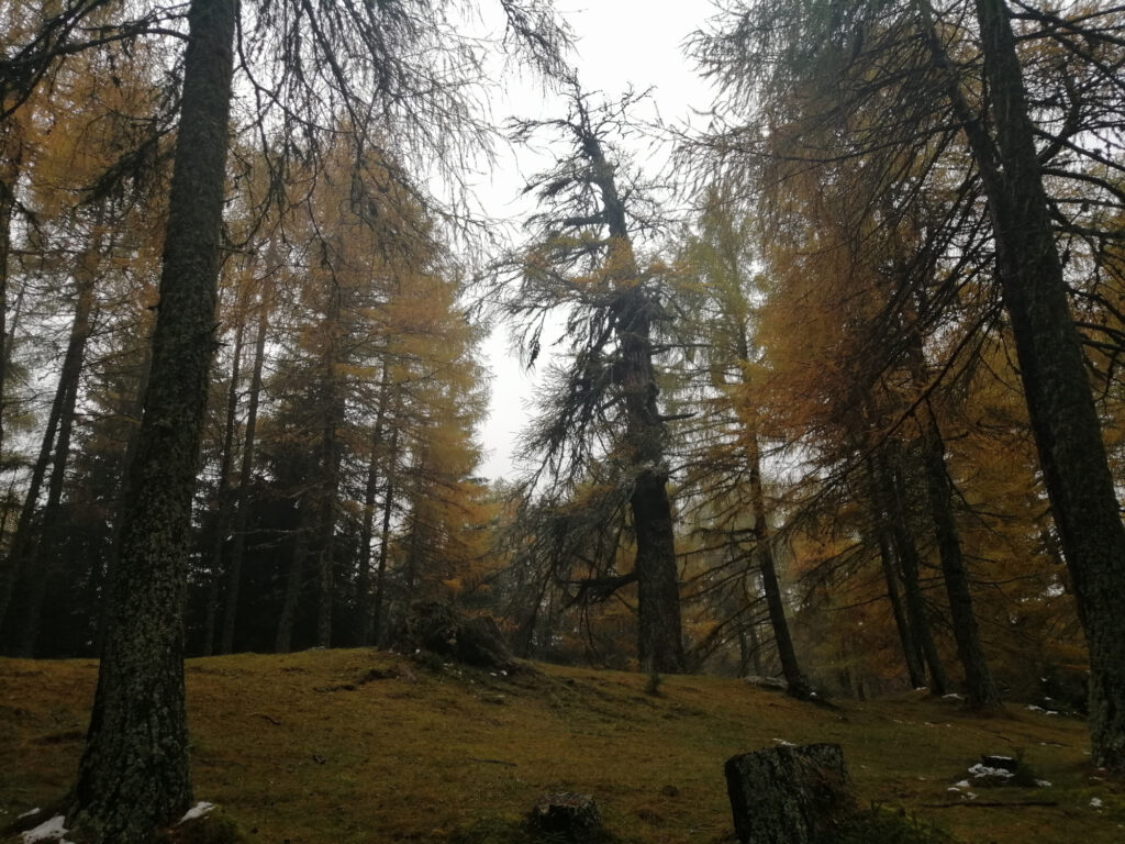 alte-laerchen-im-zedlacher-paradies