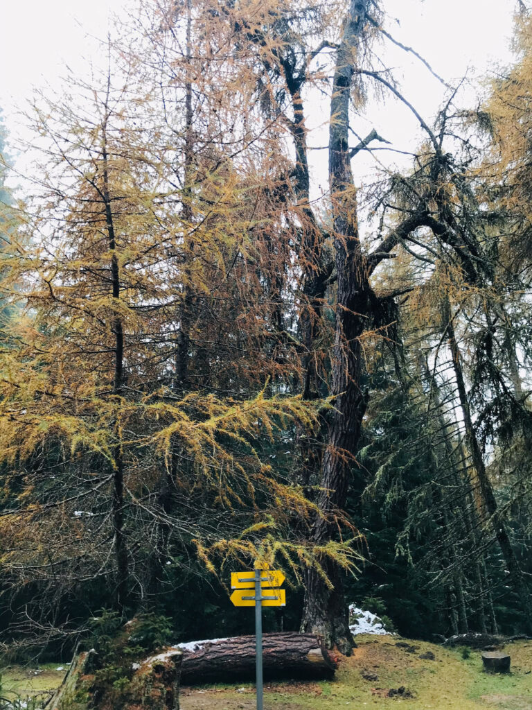 zedlacher-paradies-laerchenbestand