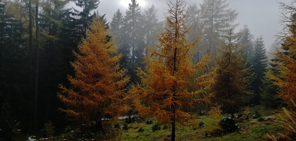 junge-laerchen-zedlacher-paradies
