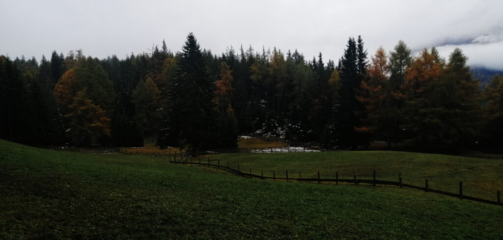 wald-zedlacher-paradies