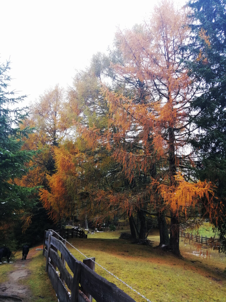 zedlacher-paradies-im-herbst
