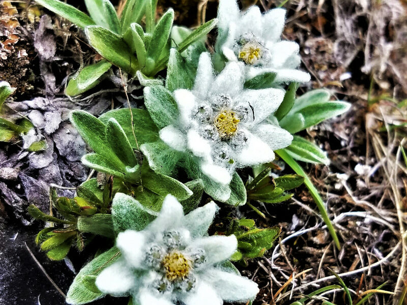 Das Edelweiß – Der Stern der Alpen