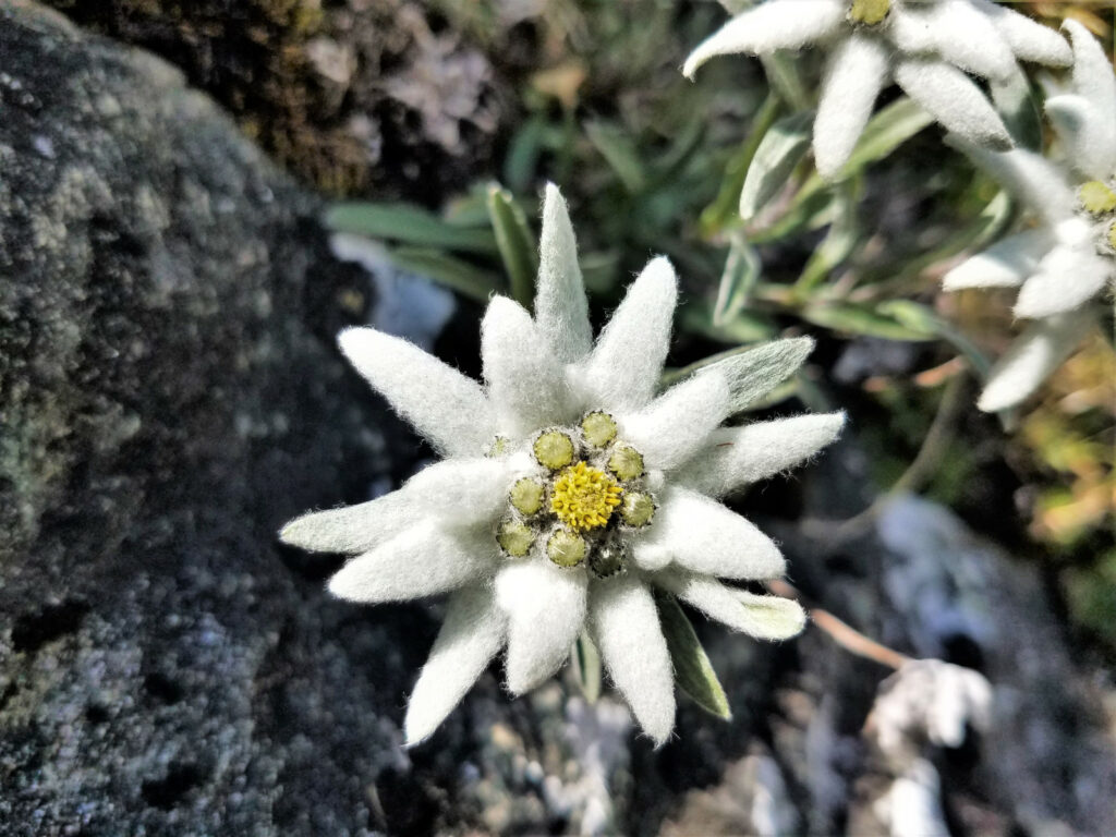 Edelweiß