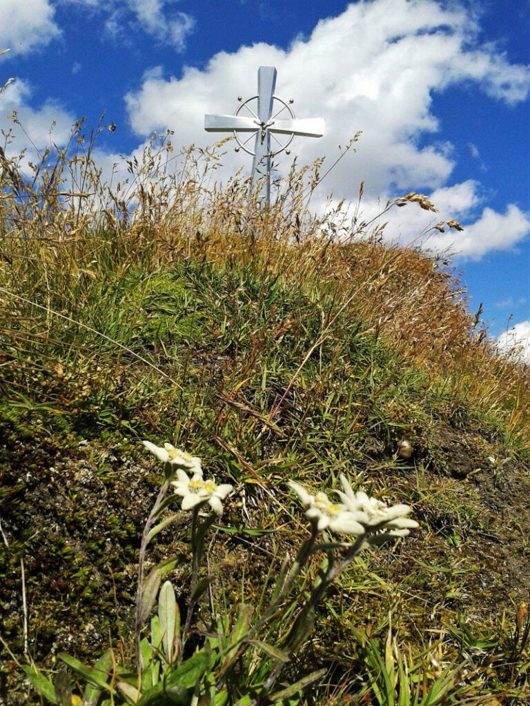 edelweiß-am-figerhorn-c-ingemar-wibmer