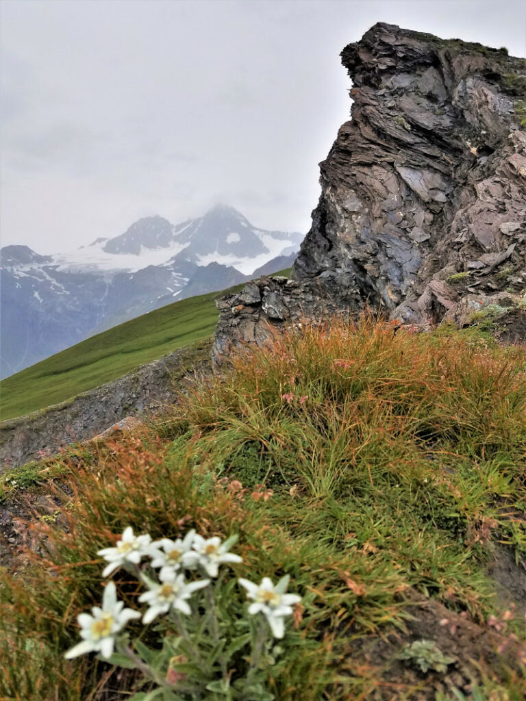 edelweiß-am-steilfels-c-ingemar-wibmer