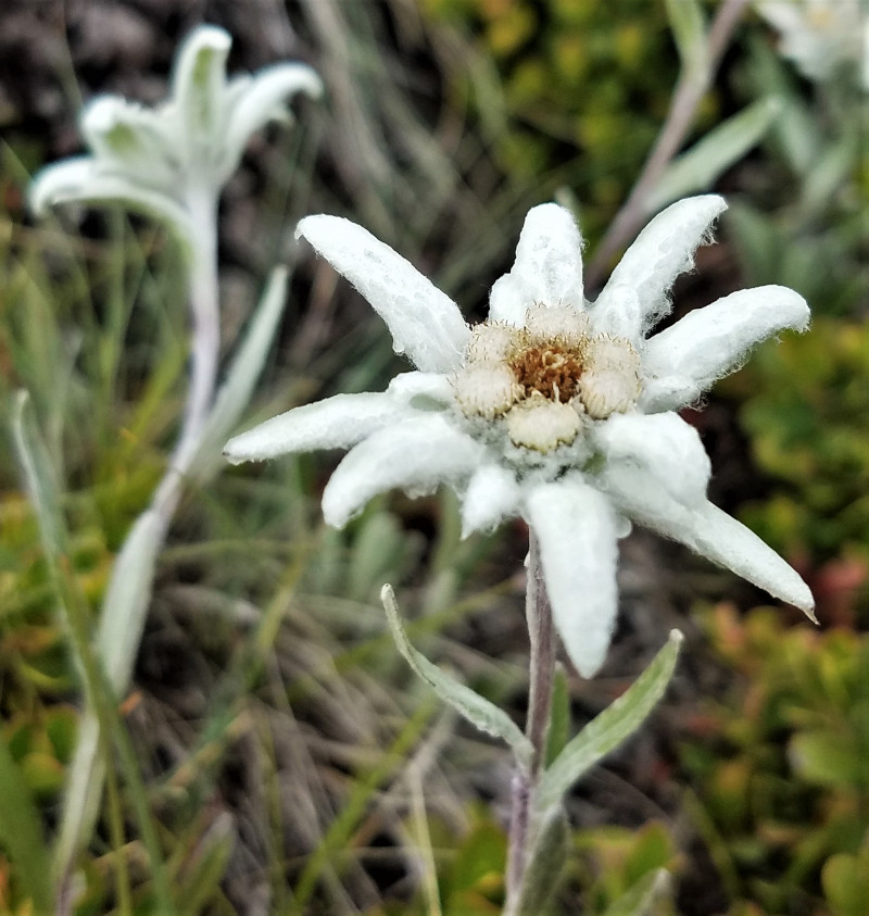 nahaufnahme-vom-edelweiß-c-ingemar-wibmer
