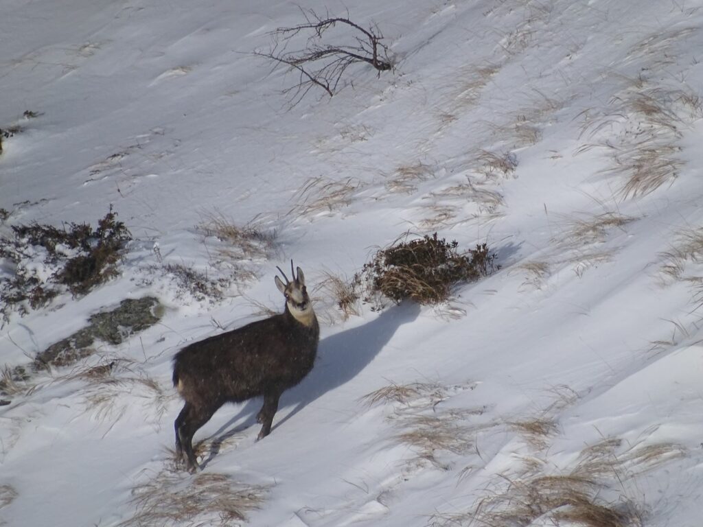 Gams im Winter