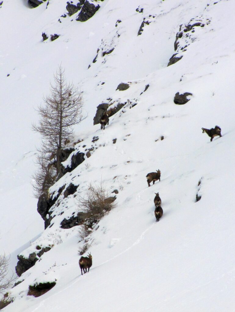 Merhre Gämse stehen auf einer schneebdeckten Wiese