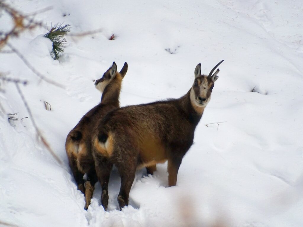 Zwei Gämse im Schneefeld