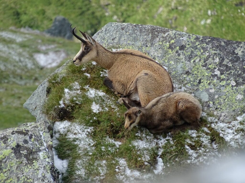 Gams mit Kitz auf Felsen