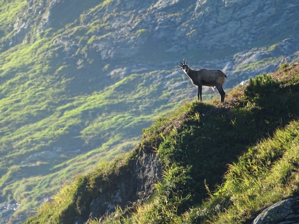 gams im nationalpark hohe tauern
