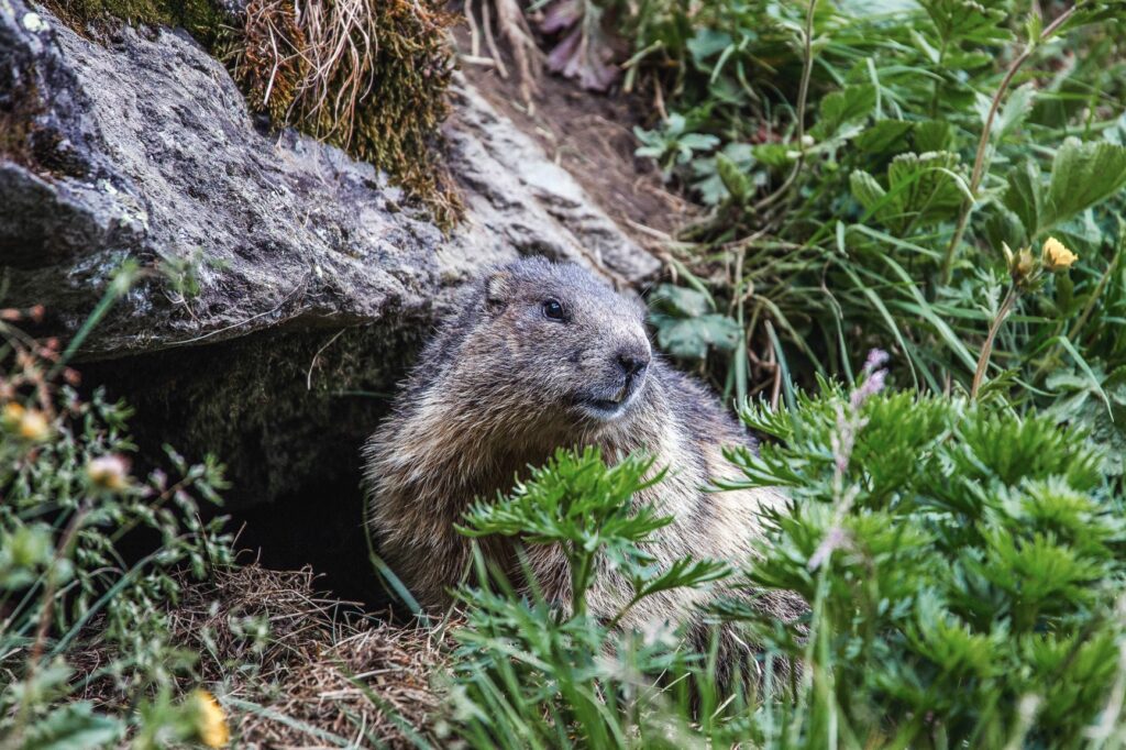 murmeltier-vor-dem-bau