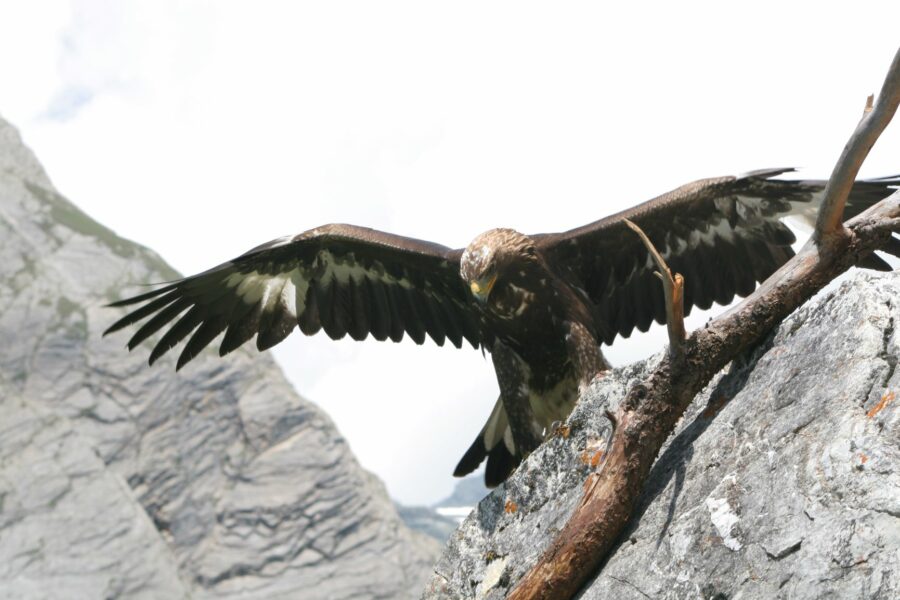 Der König der Lüfte – der Steinadler