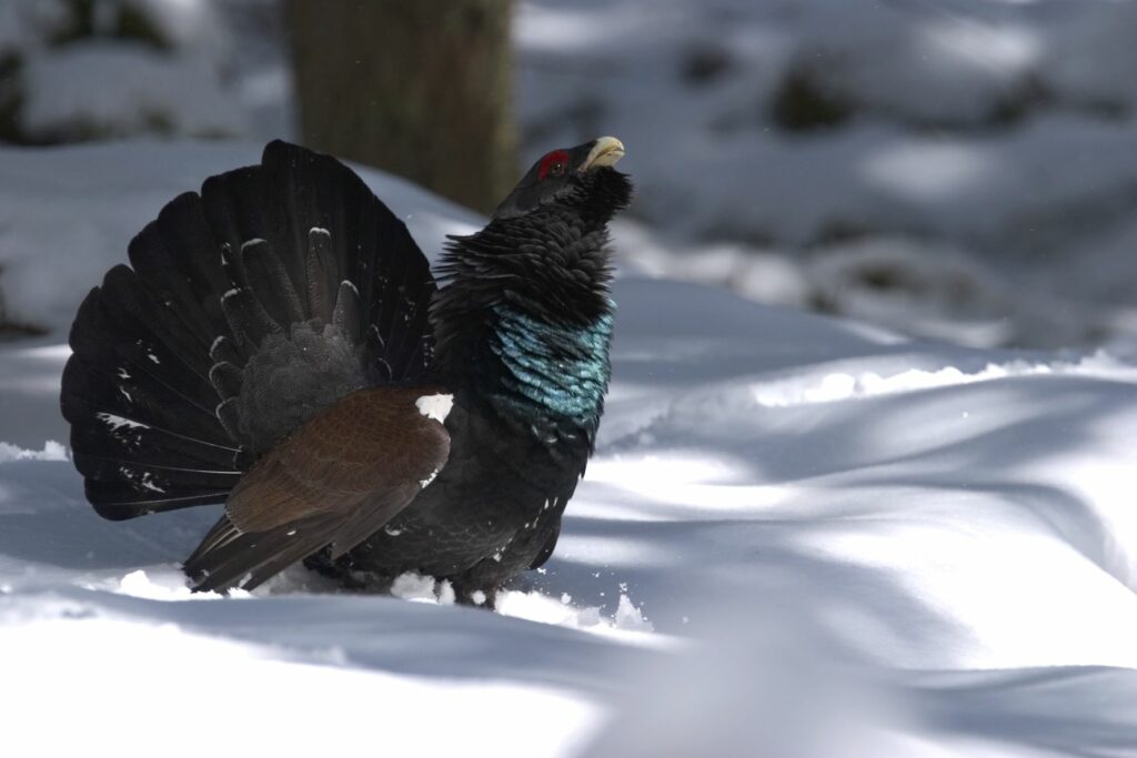 Auerhahn im Winter bei Schnee