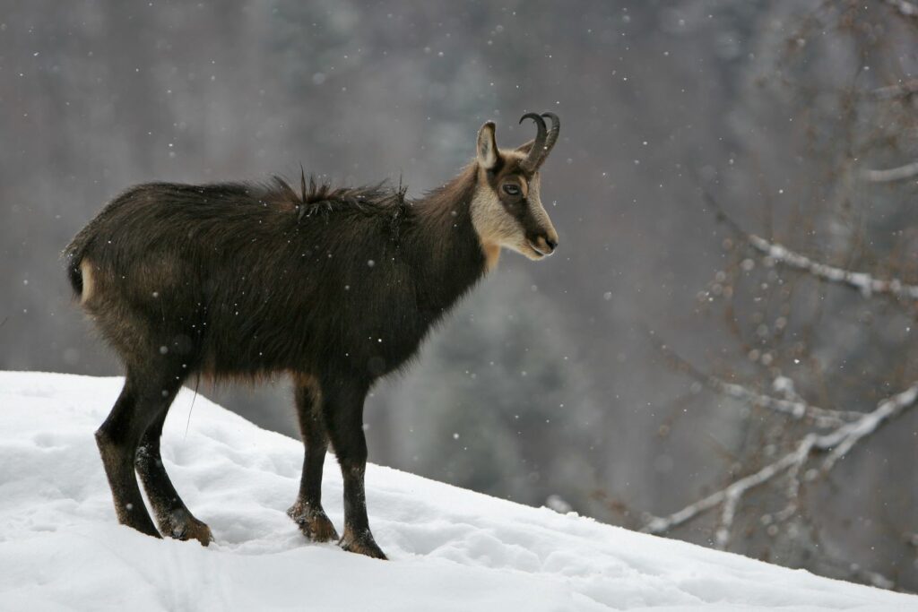 Gamsbock in Winterlandschaft