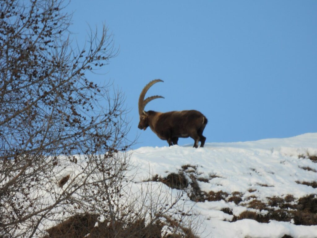 Steinbock am Grat im Winter