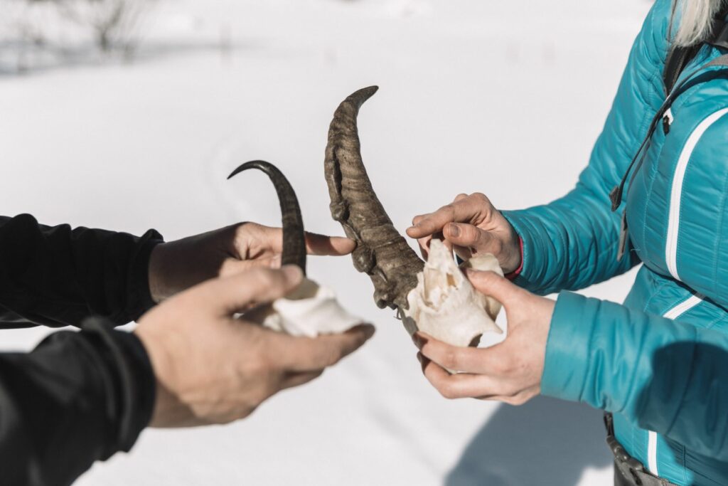 Wildtierbeobachtung Winter Präparate Anschauungsmaterialien