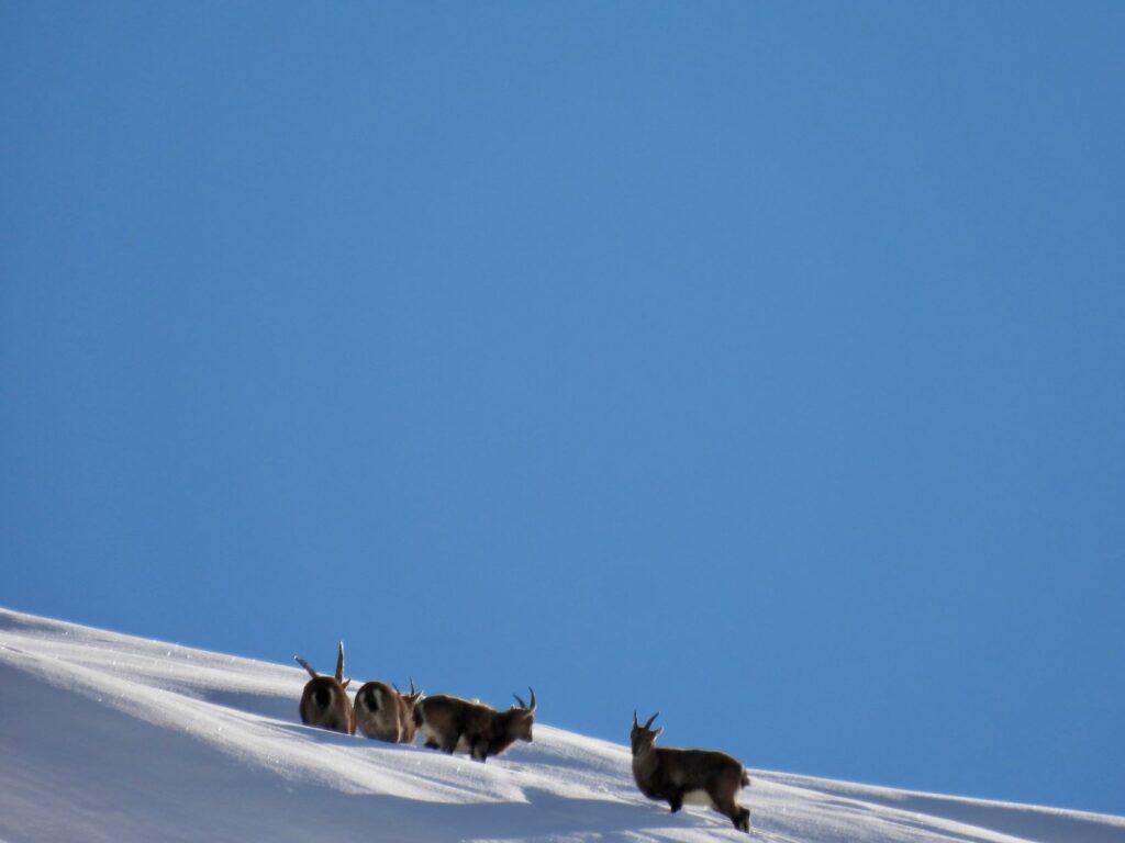 Steinwild im Winter