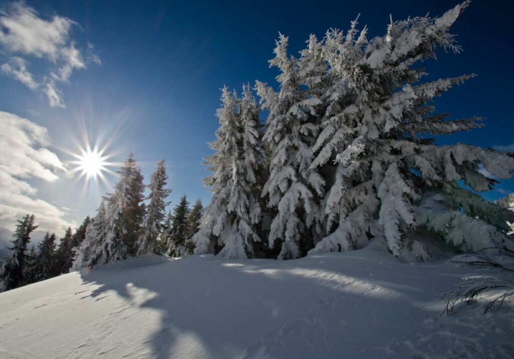 Winterlandschaft mit verschneiten Bäumen