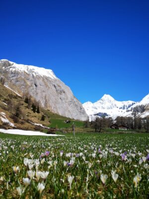 Frühlingserwachen im Nationalpark Hohe Tauern