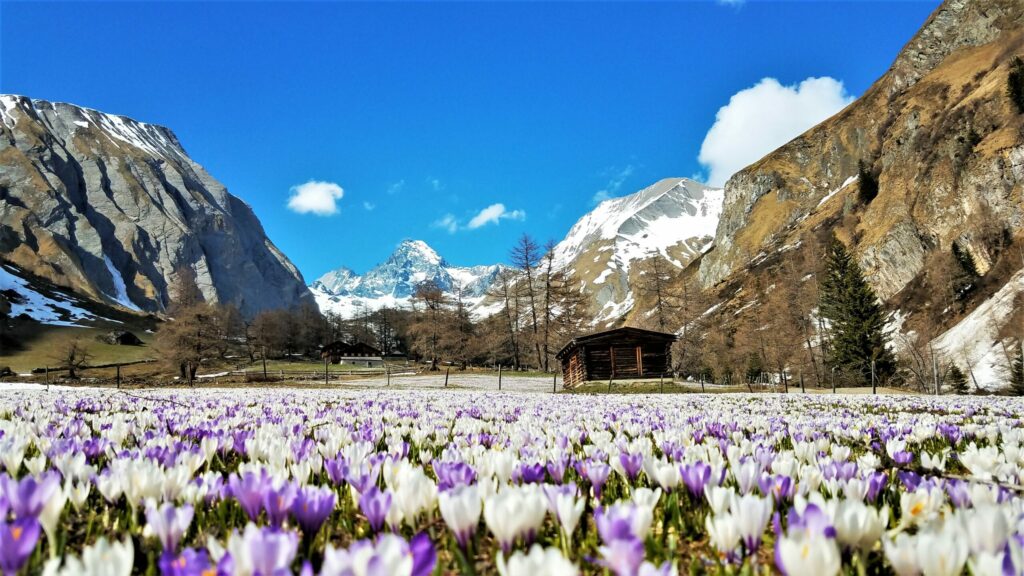 krokusse-grossglockner