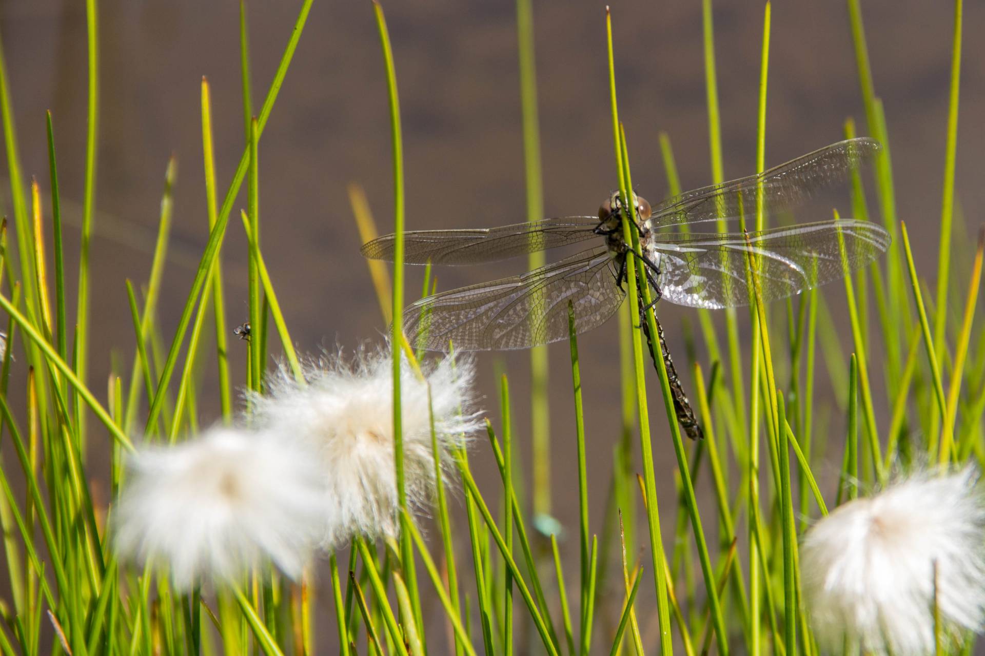 Libelle Gräser Moor Nationalpark Hohe Tauern Wollgras