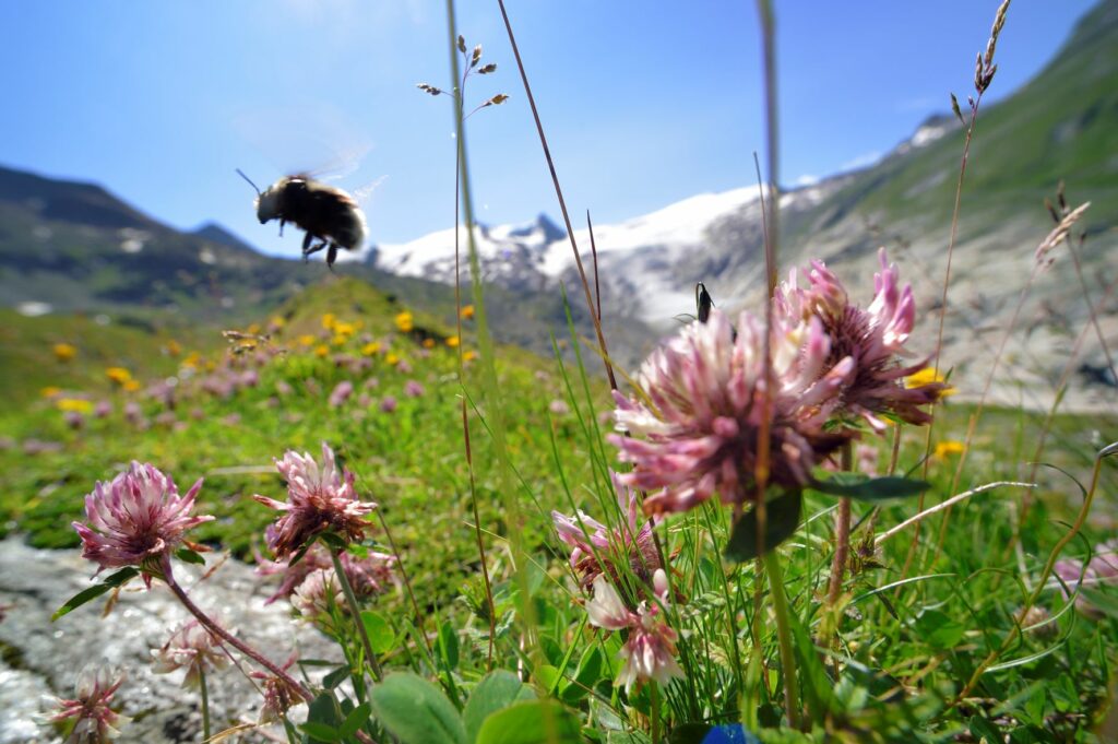 Rotklee mit Hummel