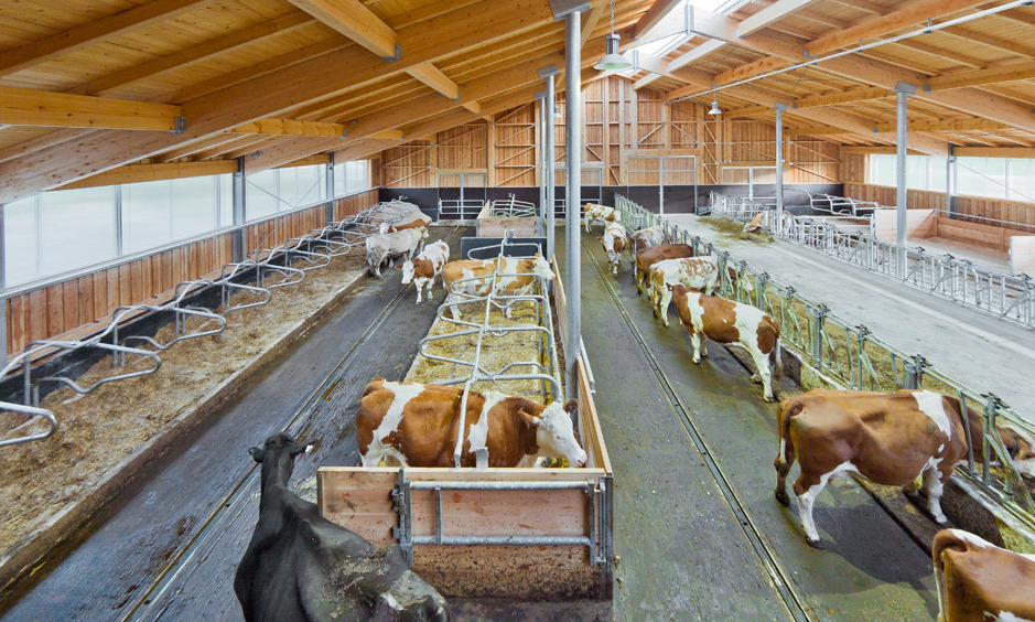 Kühe im hofeigenen Stall