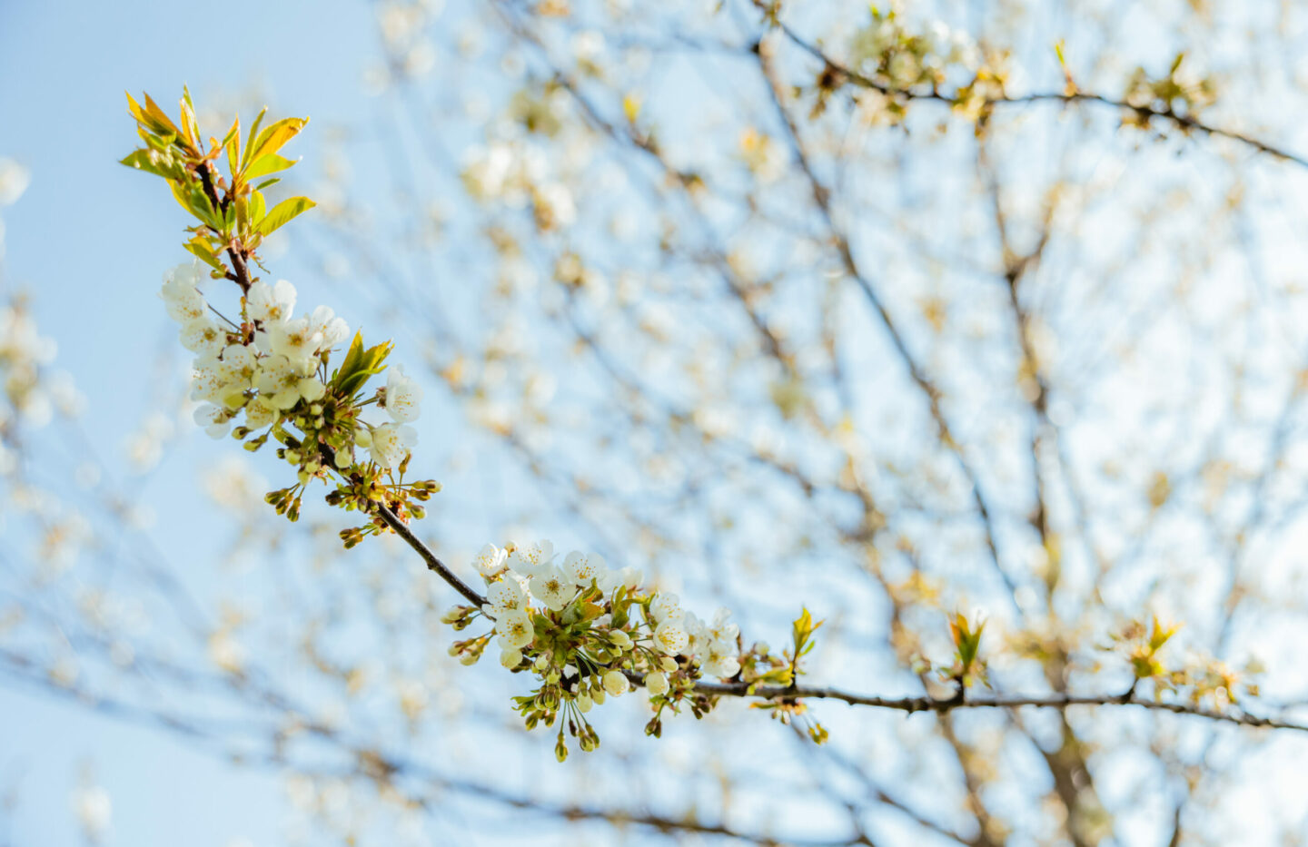 Frühlingswanderungen um Lienz – 5 Tourenvorschläge