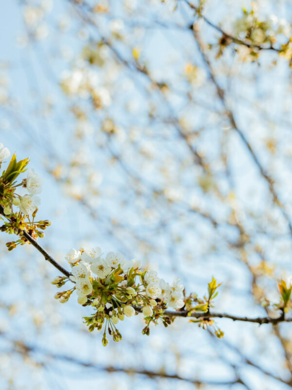 Frühlingswanderungen um Lienz – 5 Tourenvorschläge