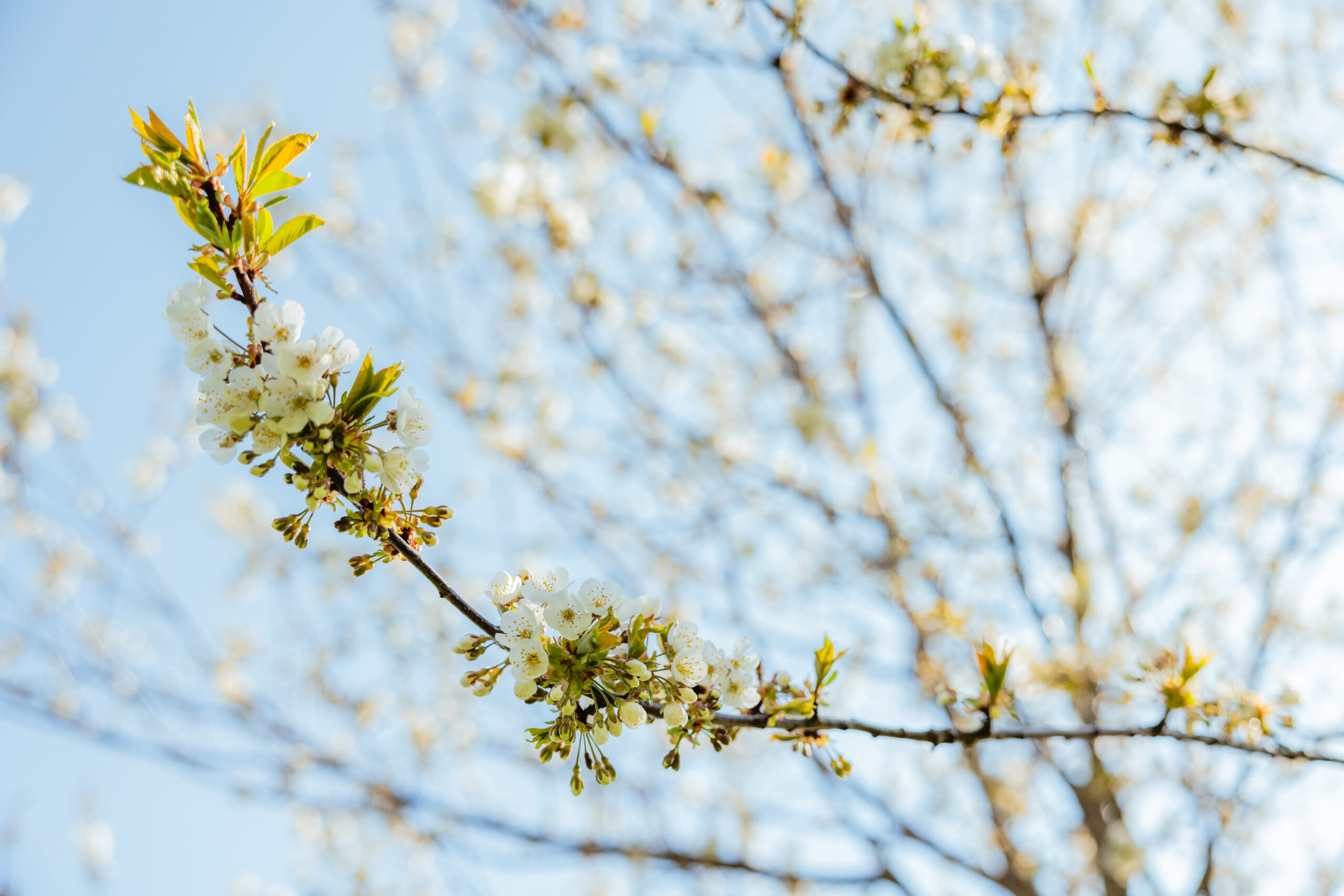 Frühlingsblüte