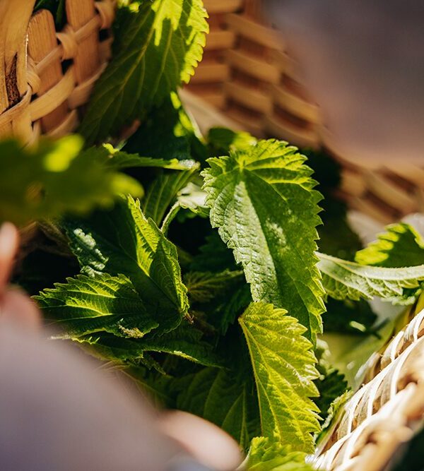 Frühlingskräuter – einfach köstlich