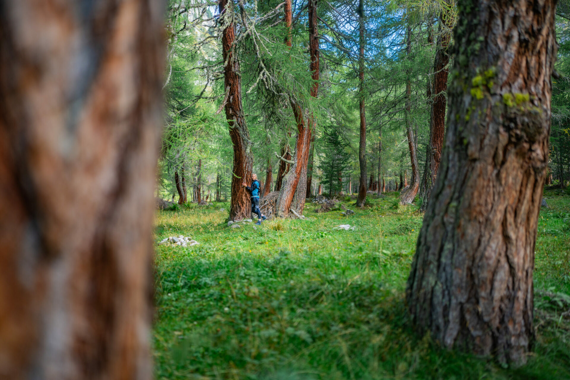 Das schönste Souvenir: Die Kraft der Osttiroler Wälder