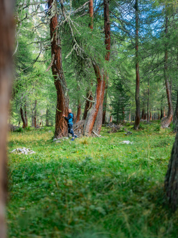 Das schönste Souvenir: Die Kraft der Osttiroler Wälder