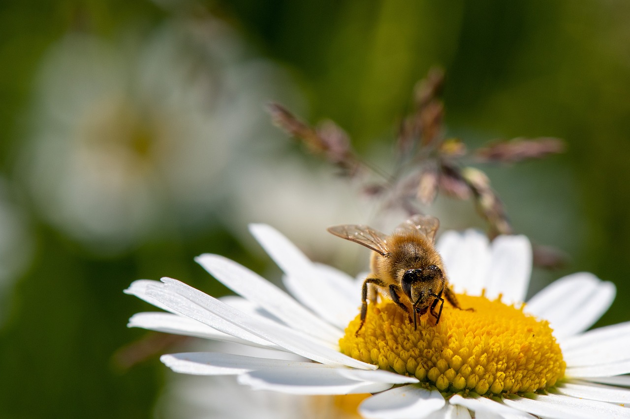 Bienenzucht im Villgratental