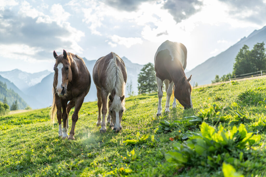 Drei Pferde grasen auf einer Grünen Koppel am Ortnerhof in Prägraten.