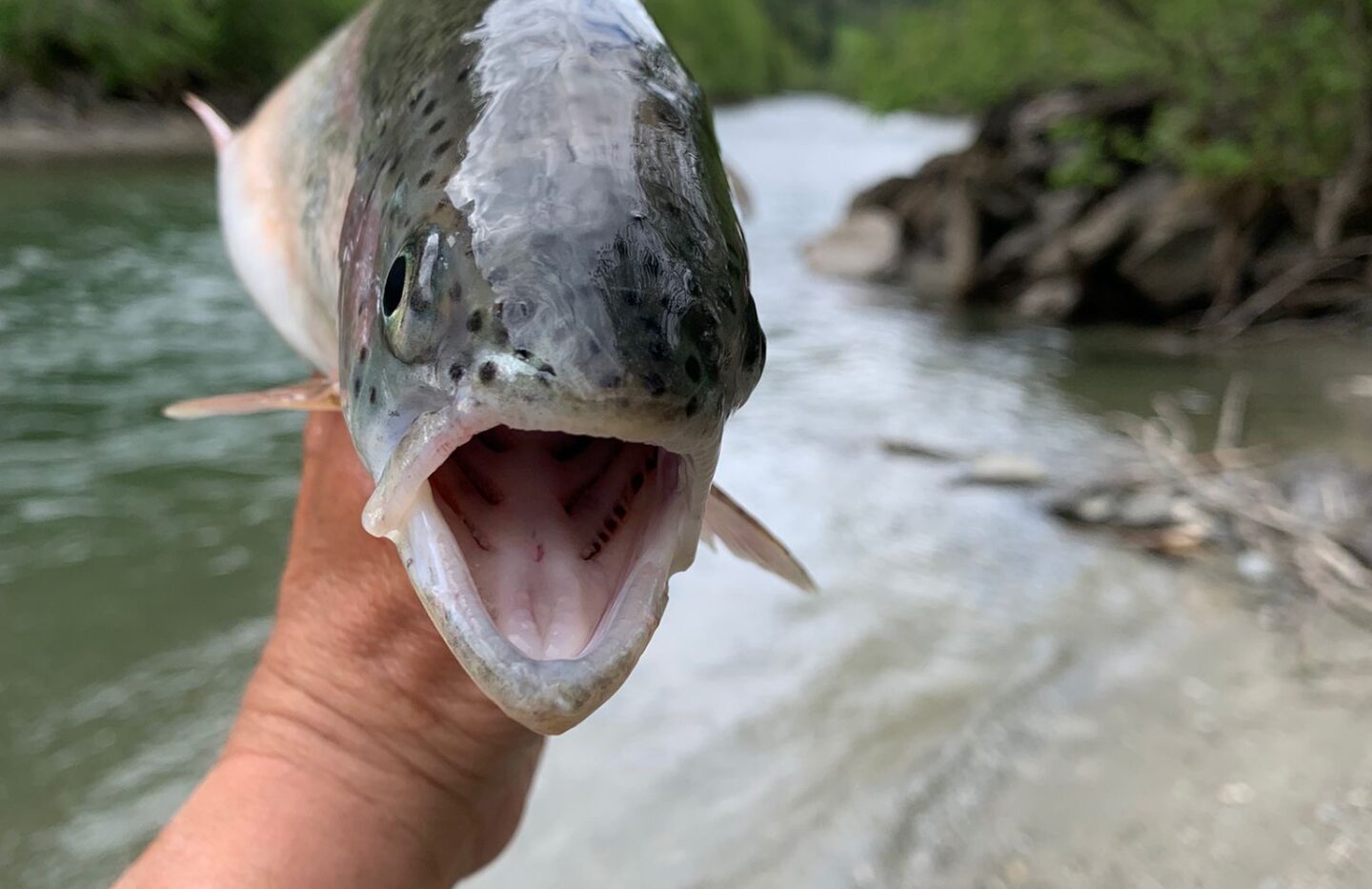 Fliegenfischen an der Isel: Wo Natur zur Meditation wird